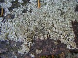 Physcia subtilis image