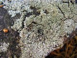 Physcia subtilis image