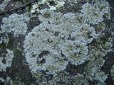 Physcia subtilis image