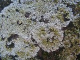Physcia subtilis image