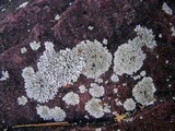 Physcia subtilis image