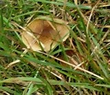 Marasmius oreades image
