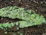 Physcia millegrana image