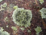 Physcia halei image
