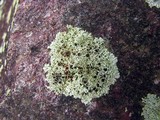 Physcia halei image