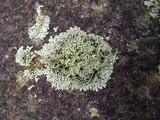 Physcia halei image