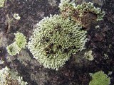 Physcia halei image