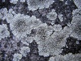 Physcia halei image
