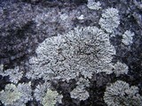 Physcia halei image