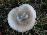 Amanita roseolamellata image