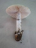 Amanita roseolamellata image