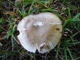 Amanita roseolamellata image