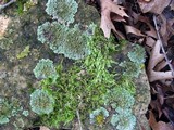 Physconia leucoleiptes image