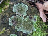 Physconia leucoleiptes image