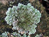 Physconia leucoleiptes image