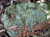 Physconia leucoleiptes image