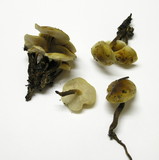 Flammulina populicola image