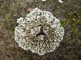 Physconia leucoleiptes image