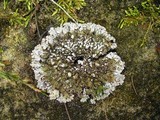 Physconia leucoleiptes image
