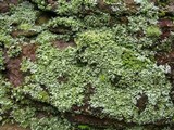 Physcia millegrana image