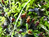 Peltigera rufescens image
