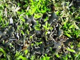 Peltigera rufescens image