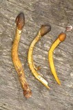 Elaphocordyceps capitata image