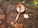 Mycena purpureofusca image