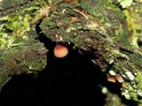 Mycena purpureofusca image
