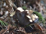 Gomphus clavatus image