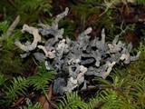 Clavulina coralloides image