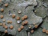 Ochrolechia oregonensis image