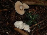 Clitopilus prunulus image