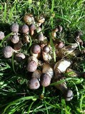 Macrocybe spectabilis image