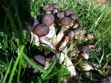 Macrocybe spectabilis image