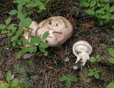 Hygrophorus purpurascens image