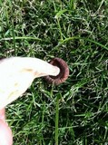 Macrocybe spectabilis image