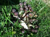 Macrocybe spectabilis image