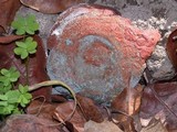 Penicillium italicum image