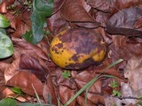 Penicillium italicum image