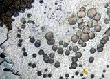 Cliostomum griffithii image