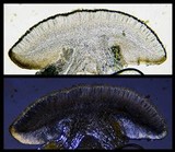 Cliostomum griffithii image
