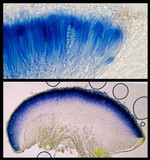Cliostomum griffithii image
