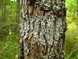 Pertusaria amara f. amara image