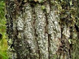 Pertusaria amara f. amara image