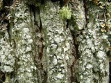 Pertusaria amara f. amara image