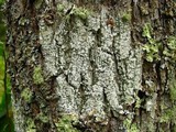 Pertusaria amara f. amara image