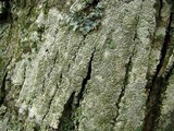 Pertusaria pustulata image