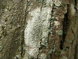 Pertusaria pustulata image