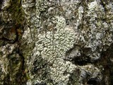 Pertusaria pustulata image